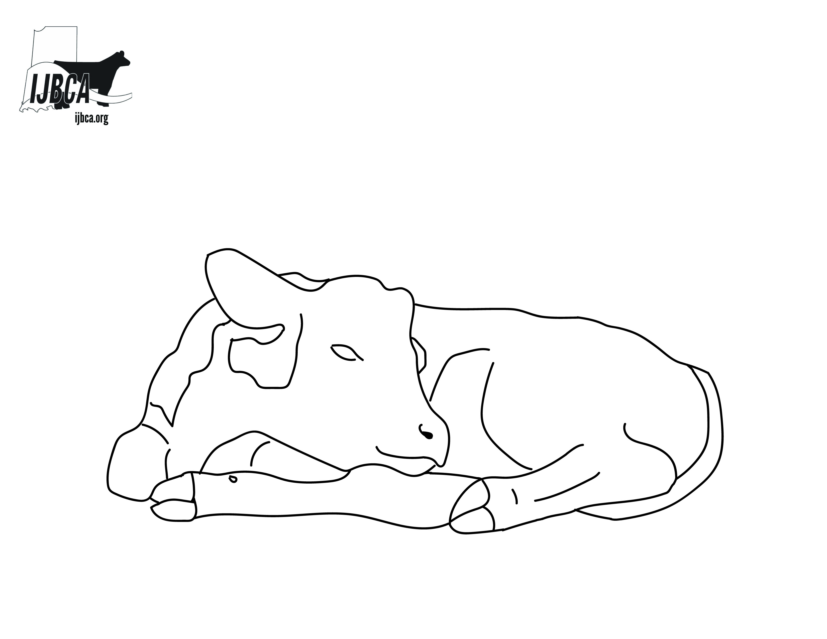 sleeping calf 01